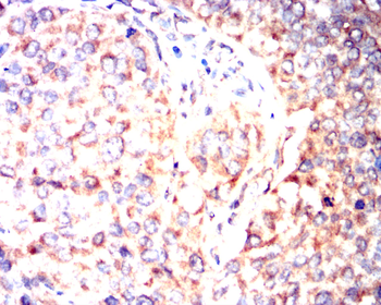 CYP3A4 Antibody