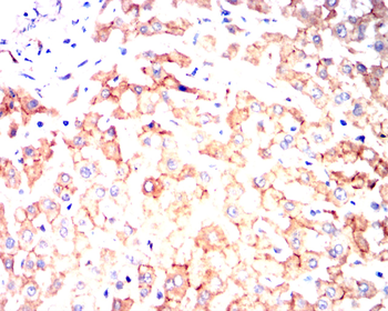 CYP3A4 Antibody