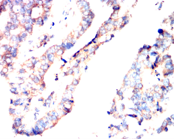CYP3A4 Antibody