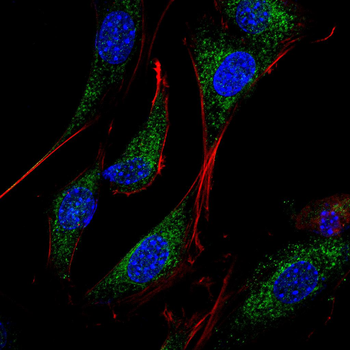 FST Antibody
