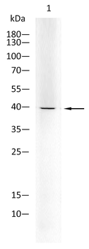 FST Antibody