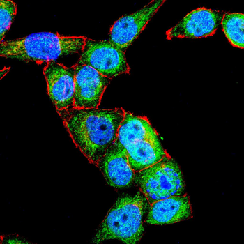 TERT Antibody