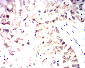 TERT Antibody