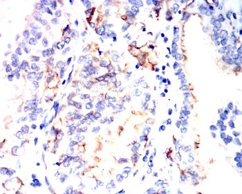 AQP1 Antibody