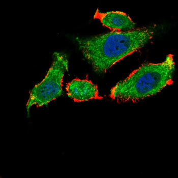AQP9 Antibody