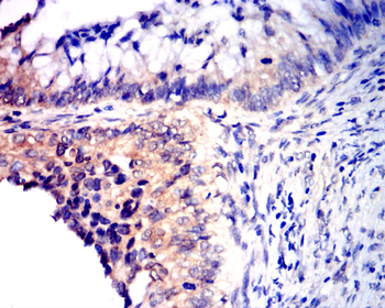 AQP11 Antibody