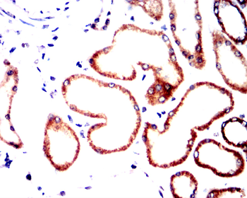 AQP11 Antibody