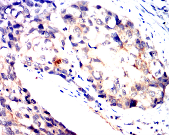 AQP11 Antibody