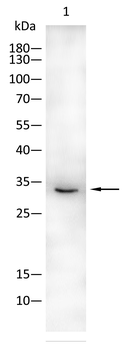 AQP11 Antibody