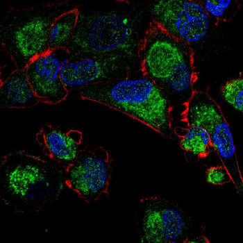 BAK1 Antibody