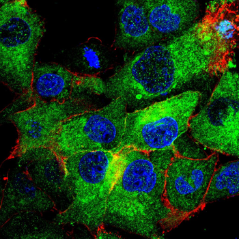 JAK3 Antibody
