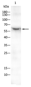 Catenin alpha-1 Antibody