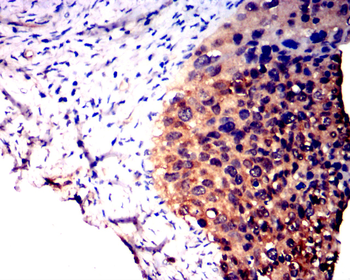 DNMT3A Antibody