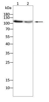 DNMT3A Antibody