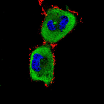 S100A1 Antibody