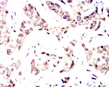 S100A1 Antibody