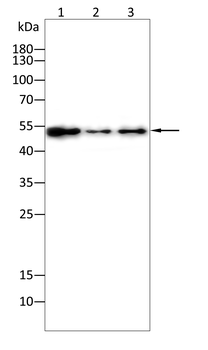 ETV4 Antibody
