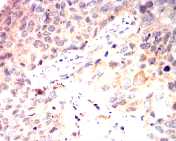 CD80 Antibody