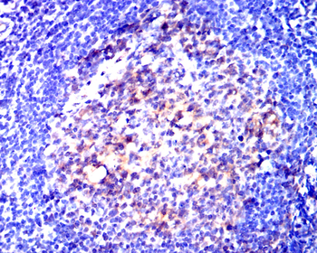 CD80 Antibody