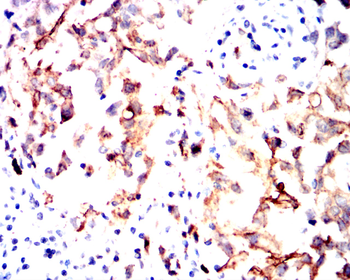 CD276 Antibody