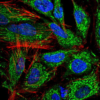 SHH Antibody