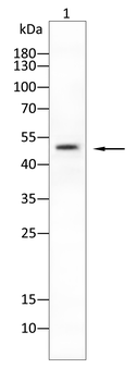 SHH Antibody