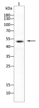 SLC2A4 Antibody