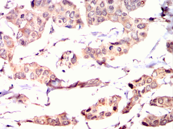 AHNAK Antibody