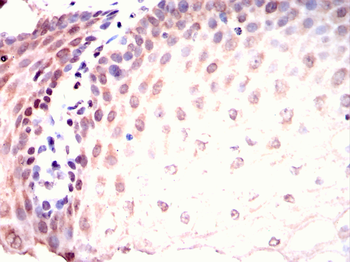 AHNAK Antibody