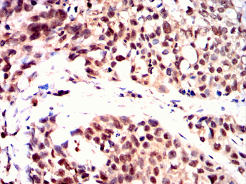AHNAK Antibody