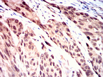 AHNAK Antibody