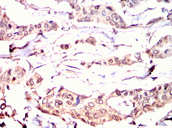 HNMT Antibody