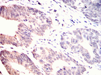 HNMT Antibody