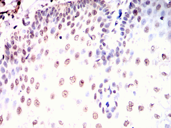 HNMT Antibody