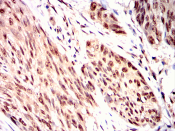 HNMT Antibody