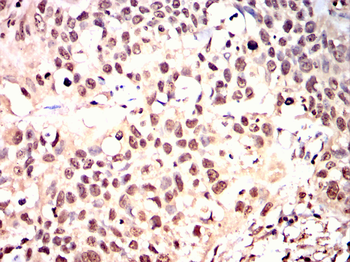 HNMT Antibody
