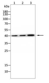 HNMT Antibody