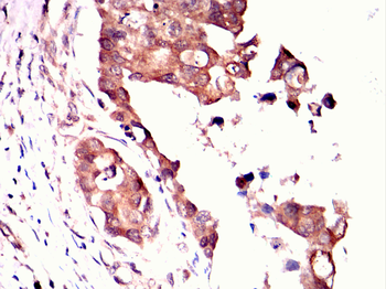 KLRD1 Antibody