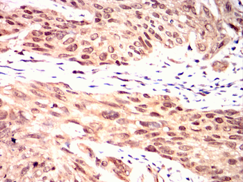 KLRD1 Antibody