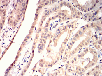KLRD1 Antibody