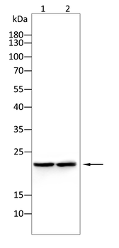 KLRD1 Antibody