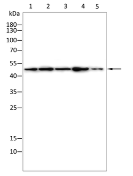 BLNK Antibody