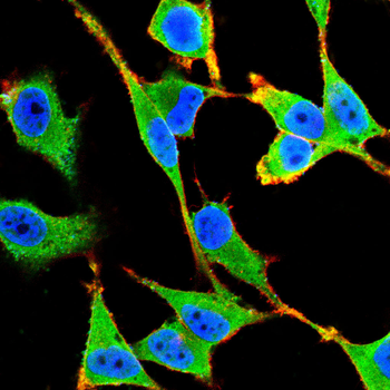 PINK1 Antibody