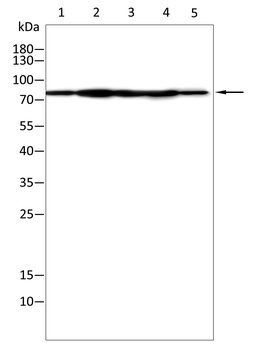CD86 Antibody