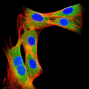 CFLAR Antibody