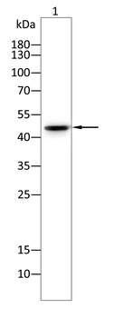 CFLAR Antibody