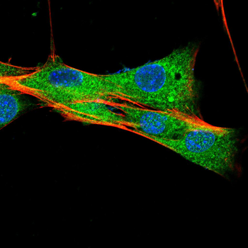 CBL Antibody