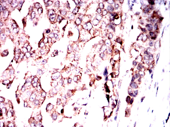 MAP2K7 Antibody