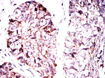 MAP2K7 Antibody