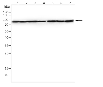 ABCB5 Antibody